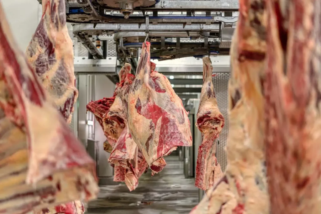 Vacuno seleccionado para mayoristas de carne
